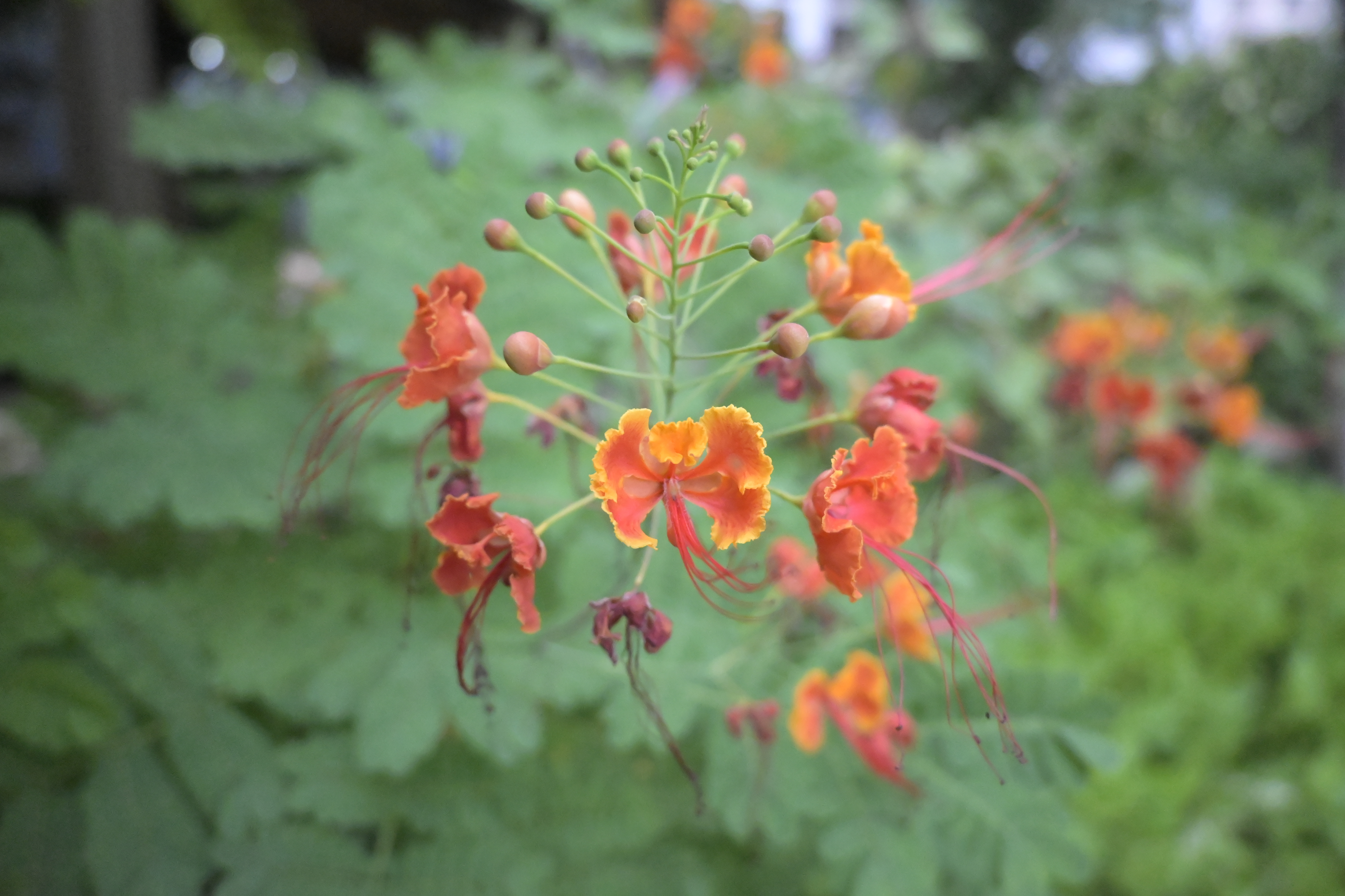 A portrait shot of beautiful orange-colored flower and some buds.
