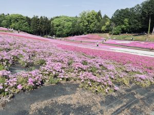 People enjoying fields of pink and white Shibazakura flowers (moss phlox) on flowy hills. Large green trees can be seen in the background, under a blue sky.