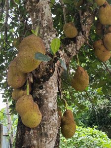 A close-up of a jackfruit tree with several large, green, textured jackfruits hanging from its trunk and branches.