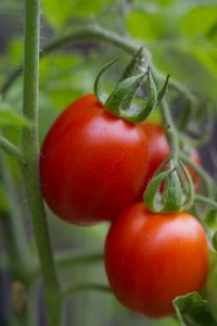 View larger photo: Close-up image of ripe red tomatoes still attached to the vine with lush green foliage in the background.