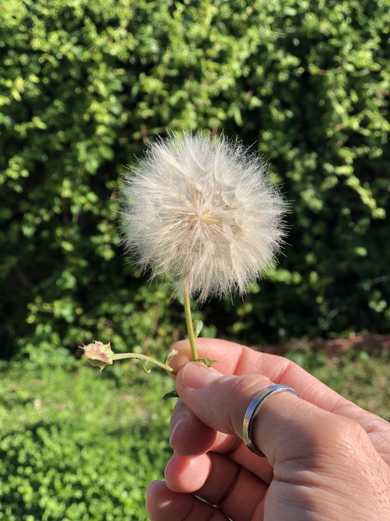 In the foreground, a hand holding a dandelion. The thumb has a ring. The background is out of focus and is green vegetation.