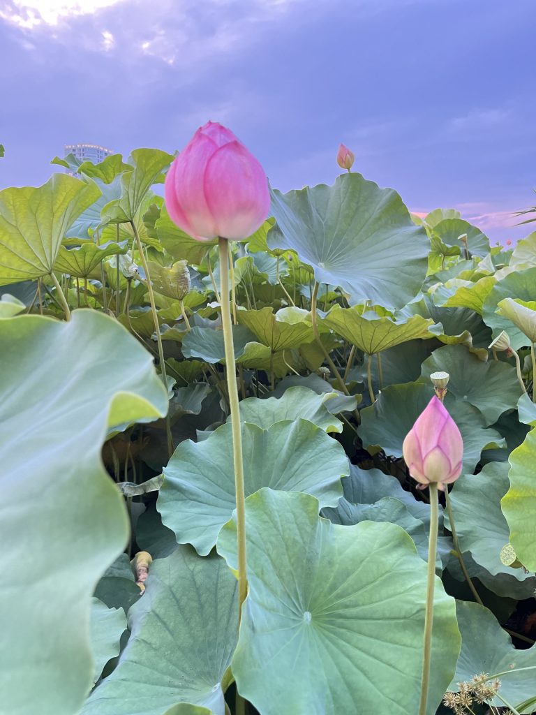 Two pink lotus buds surrounded by large green leaves under a purple and blue sky.