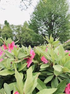 View larger photo: Several flowering Azalea plants with out-of-focus trees in the background.