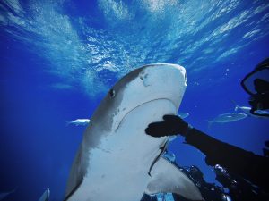  The photo shows an underwater scene where a diver is gently pushing back a large tiger shark at Tiger Beach in the Bahamas. The diver’s gloved hand is visible on the shark’s snout. The water is clear blue,   with a few smaller fish swimming in the background. The shark and diver are surrounded by bubbles and other divers can be seen in the distance.
