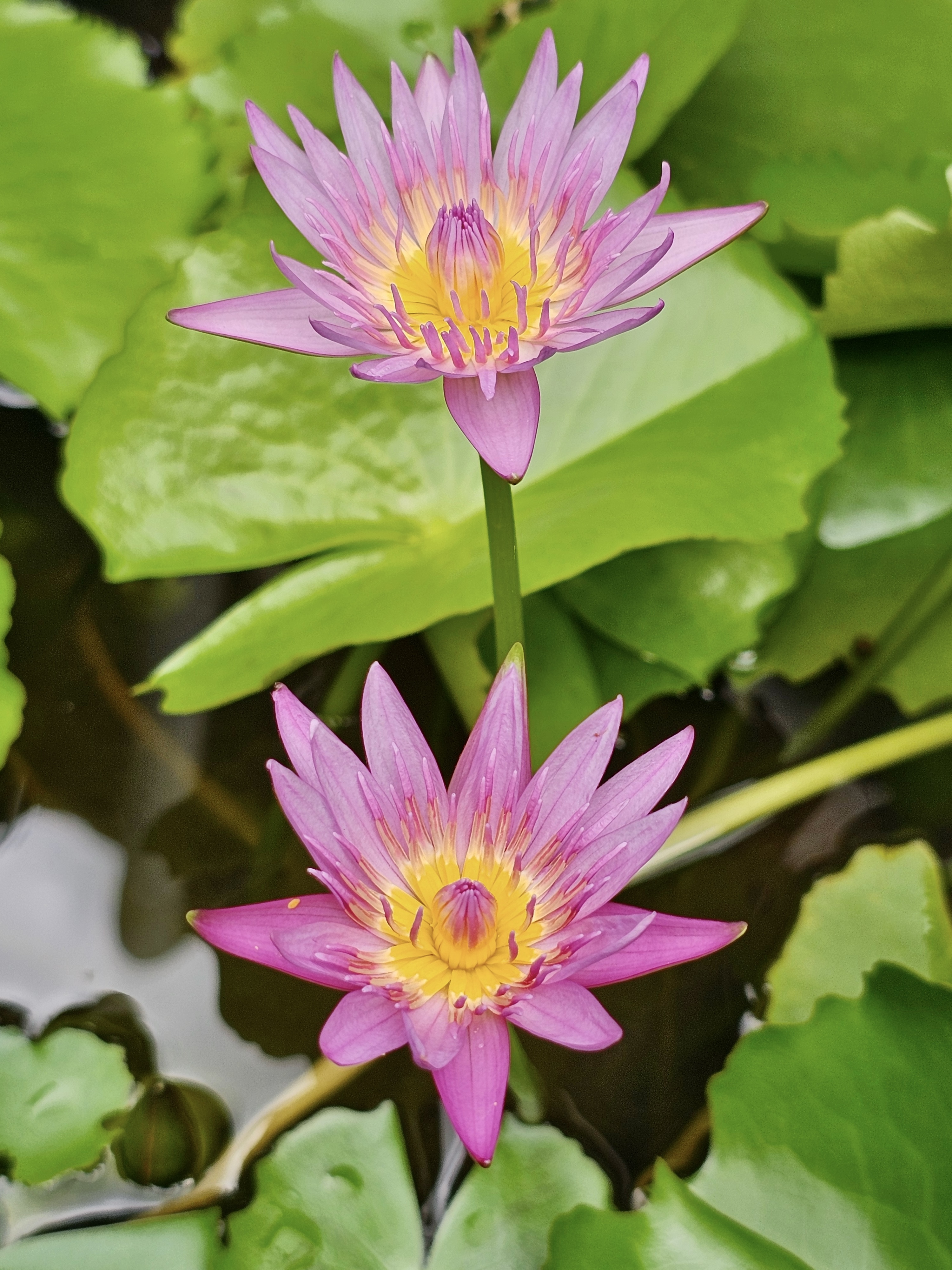 Pink colour water lily twin flowers. From my aunt’s garden, Kozhikode, Kerala.