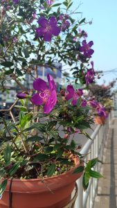 View larger photo: Close-up of a purple flower scientifically known as "Pleroma semidecandrum." 