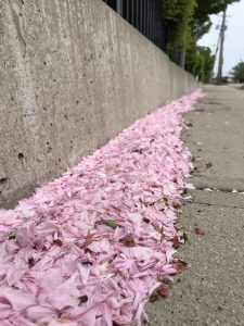 A smooth concrete wall with pink flower petals collected along the base on the sidewalk.