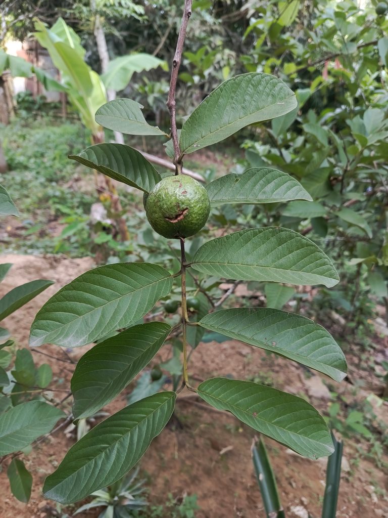 A close-up of a guava tree branch with green leaves and a single guava fruit growing on it. The background shows a garden with various plants and trees.