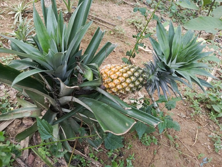 A ripe pineapple sits nestled among its robust green leaves, thriving in the garden soil. The vibrant yellow and green hues highlight the freshness and vitality of the growing fruit.