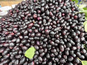 View larger photo: Hundreds of syzygium cumini fruits for sale. It is commonly known as Malabar plum, Java plum, black plum, jamun, jaman, jambul, or jambolan. An early morning view from KR Market, Bengaluru, Karnataka.