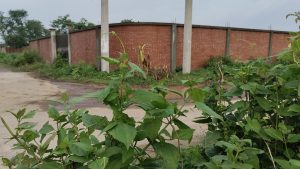 View larger photo: A view of a brick wall from behind some green plants. 