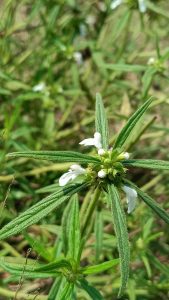 View larger photo: Close-up of a green plant with elongated leaves and small white flowers, known as 'Thumba' (scientifically named 'Leucas aspera').