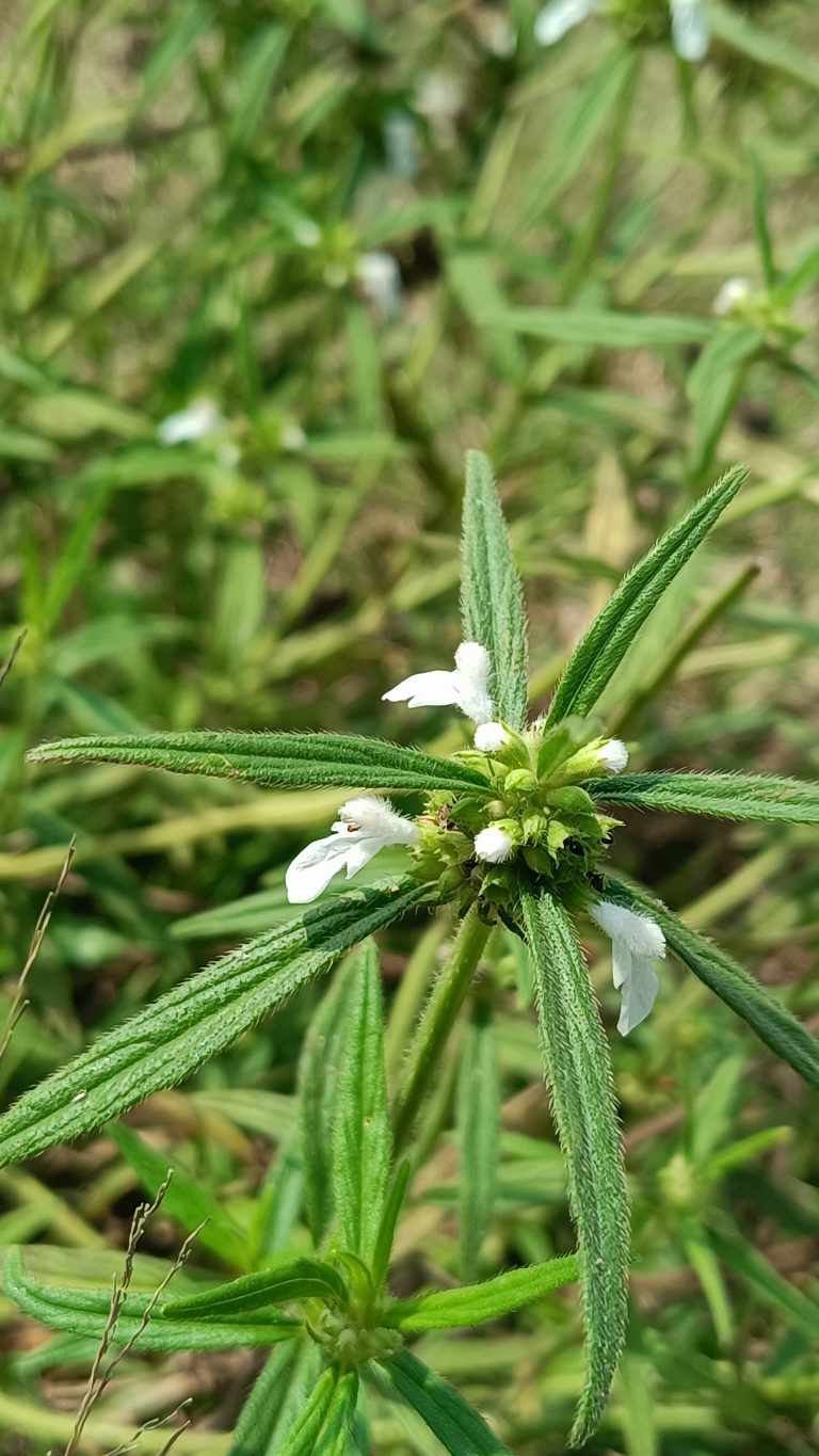 Close-up of a green plant with elongated leaves and small white flowers, known as ‘Thumba’ (scientifically named ‘Leucas aspera’).