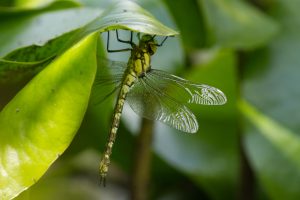 View larger photo: A royal dragonfly prepares for its very first flight. She sits on the underside of a water lily leaf, you can see the details of her body and wings.