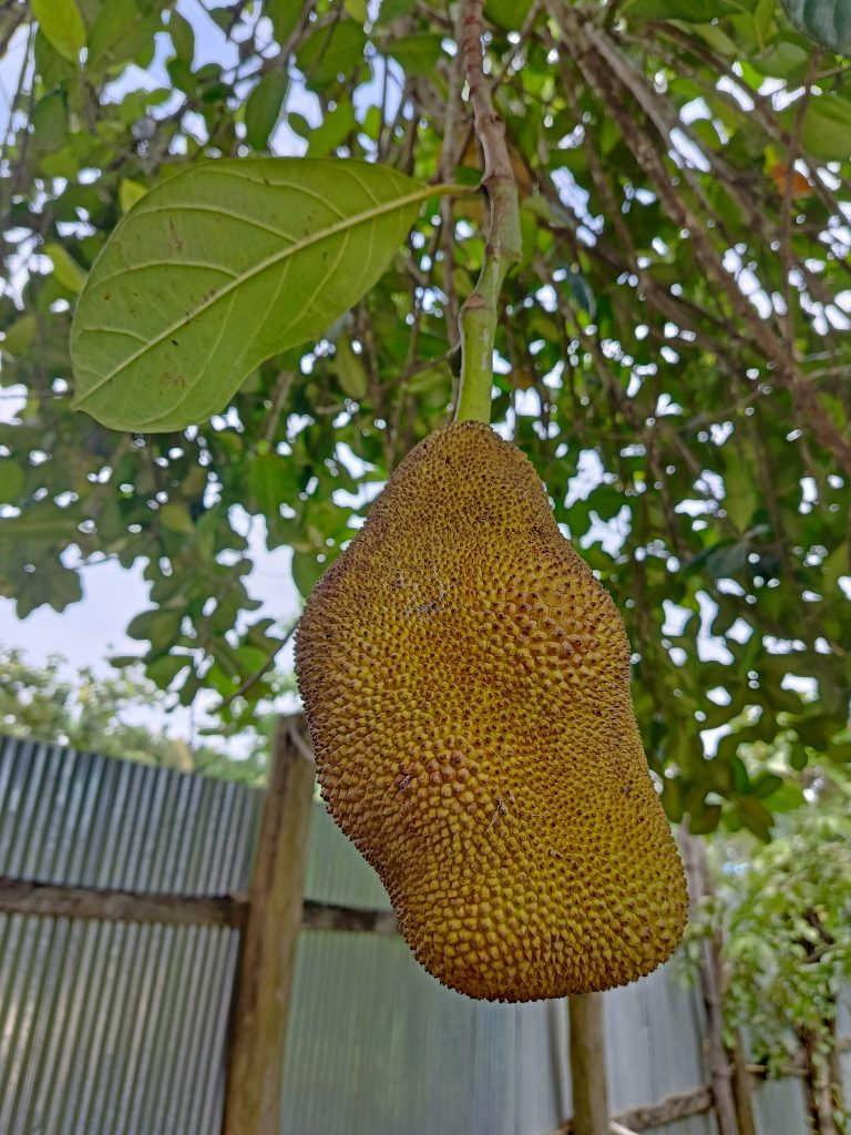 A close-up of a large jackfruit hanging from a tree branch, with a single green leaf near the top.