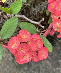 2-petaled red flowers with yellow centers