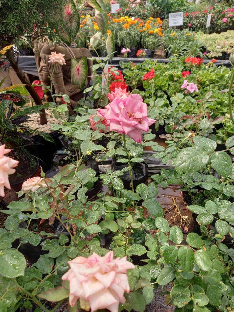 pink rose in a nursery after a rain