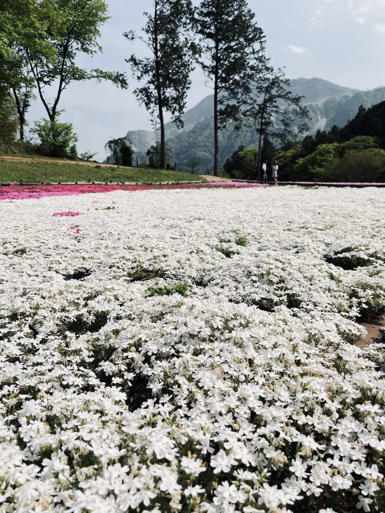 A field of small white moss flowers. There are two people talking on the end of the field and mountains far off in the distance.