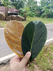 一只手拿着两片叶子。绿叶象征着生命和新的开始，而黄叶象征着死亡、变化或时间的流逝。这个形象也可以被视为对自然之美的隐喻，即使是在它的无常中。