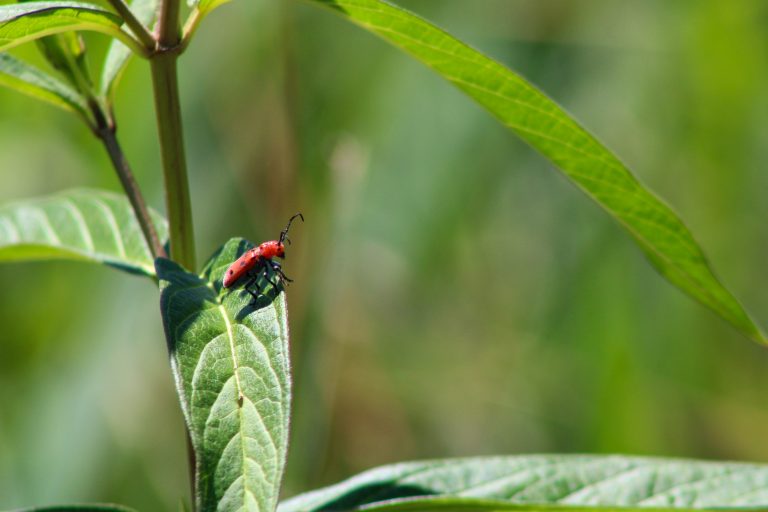 A small red beetle with black dots and long antennae resting on a green leaf.