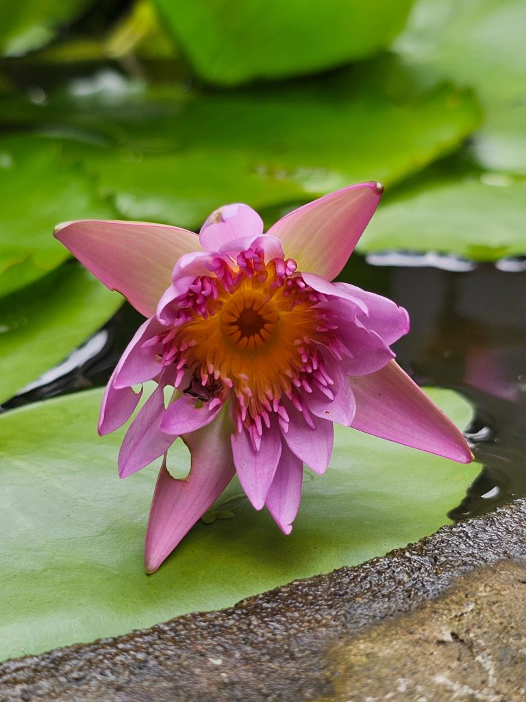 Close up of a fallen pink colour water lily flower. From my aunt’s garden, Kozhikode, Kerala.