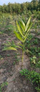 Lone palm, swaying gently in the summer breeze. 