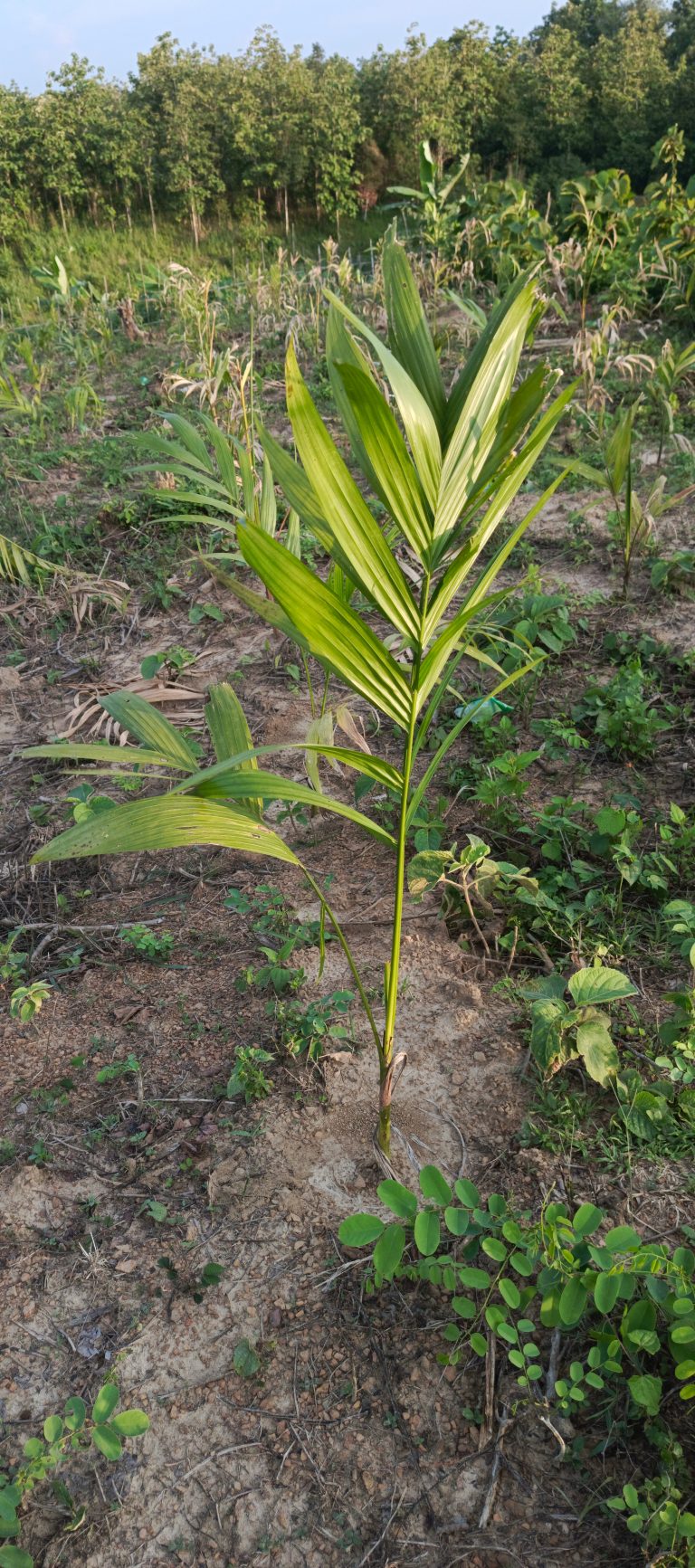 Lone palm, swaying gently in the summer breeze.