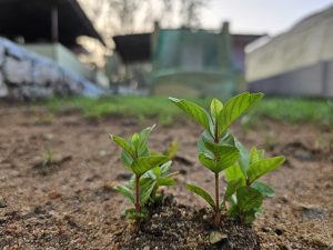 View larger photo: Two small guava plants saplings sprout from the ground, with a blurred background hinting at a garden setting.