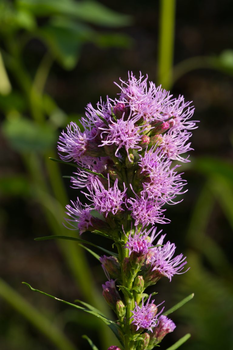 the inflorescence of a blazing star (Liatris) against a green background.