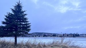 Frozen Mundy Pond in Newfoundland and Labrador, Canada. A tree is visible in the foreground, and several buildings can be seen across the lake.