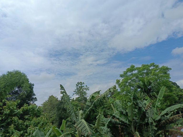 A serene view of lush green trees under a partly cloudy sky. The vibrant foliage contrasts beautifully with the blue patches peeking through the clouds.