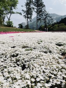 A vast field of white and pink moss phlox flowers stretches towards the horizon, with tall trees and distant mountains under a partly cloudy sky in the background.