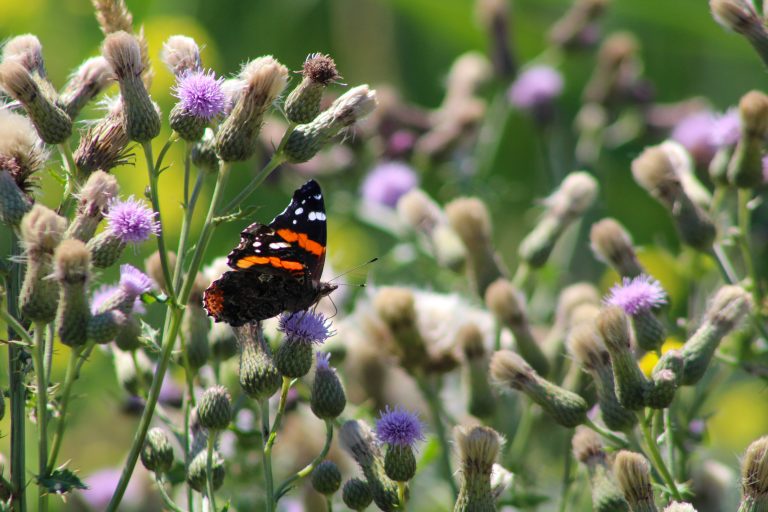 A Monarch Butterfly (small black butterfly with orange and white in its wings) sits on a purple thistle plant.