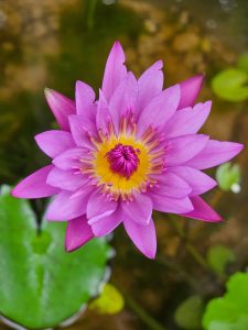 Close-up of a pink water lily flower. From my aunt’s garden, Kozhikode, Kerala.