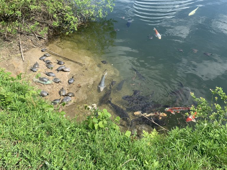 Konaka pond at Ooamishirasato-shi, Chiba, Japan. Carps and turtles