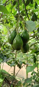 View larger photo: A cluster of green avocados hanging from a branch surrounded by lush green leaves in a natural outdoor setting.