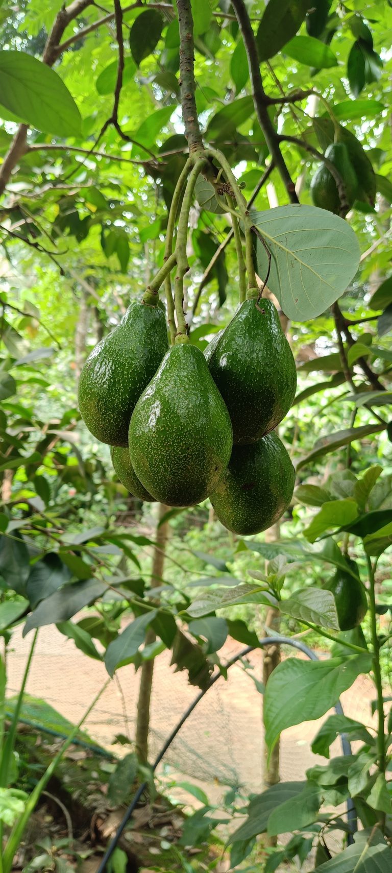 A cluster of green avocados hanging from a branch surrounded by lush green leaves in a natural outdoor setting.