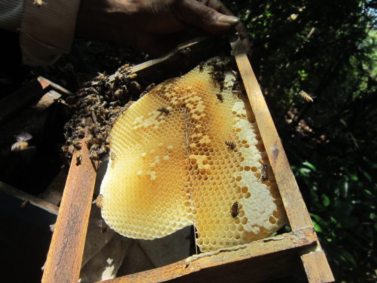 A close-up of a honeycomb filled with bees being held by a person. The honeycomb is partially filled with honey and is inside a wooden frame