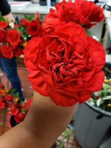 A close-up of a person holding a vibrant red carnation flower with several other red carnations in the background.