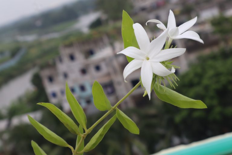 Close-up of a white jasmine flower with green leaves