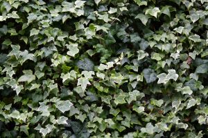 View larger photo: a wall full of ivy leaves in different colors and sizes