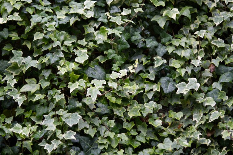 a wall full of ivy leaves in different colors and sizes