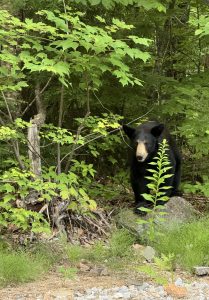 An American Black Bear peering out of the woods.