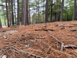 View larger photo: The floor of the forest with a bed of brown pine needles, pine cones, and twigs in focus. Rows of straight trees and some picnic benches are out of focus in the distance.