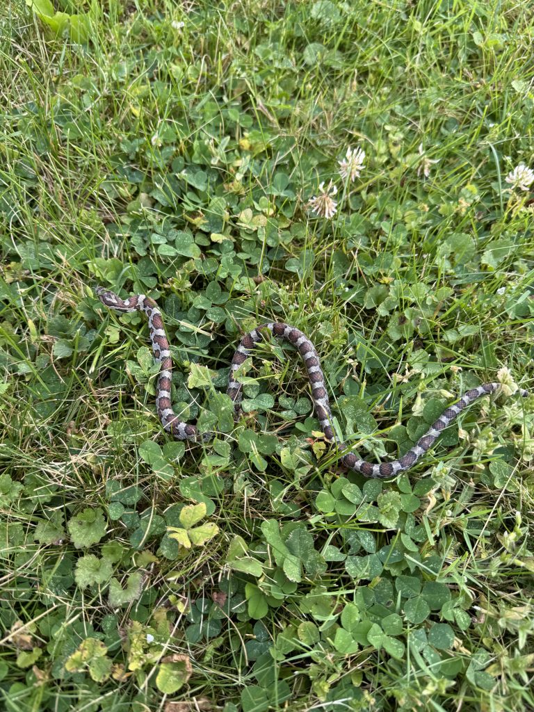 An Eastern Milk snake in green grass with some clover.