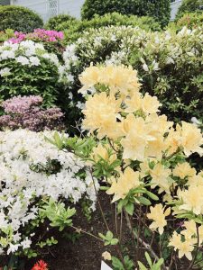 Yellow and white flowers growing on green bushes