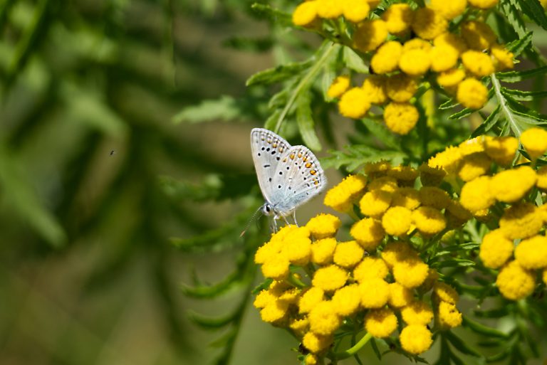 A Blue butterfly (Plebejus argyrognomon) on the yellow flowers of tansy (Tanacetum)