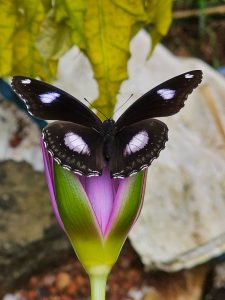 View larger photo: Close up of a Blue moon butterfly sitting in the water lily flower. From Kozhikode, Kerala.