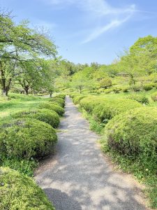 公园里的一条铺砌好的小路，周围是郁郁葱葱的绿色灌木丛和树木，晴朗的蓝天下白云稀薄。