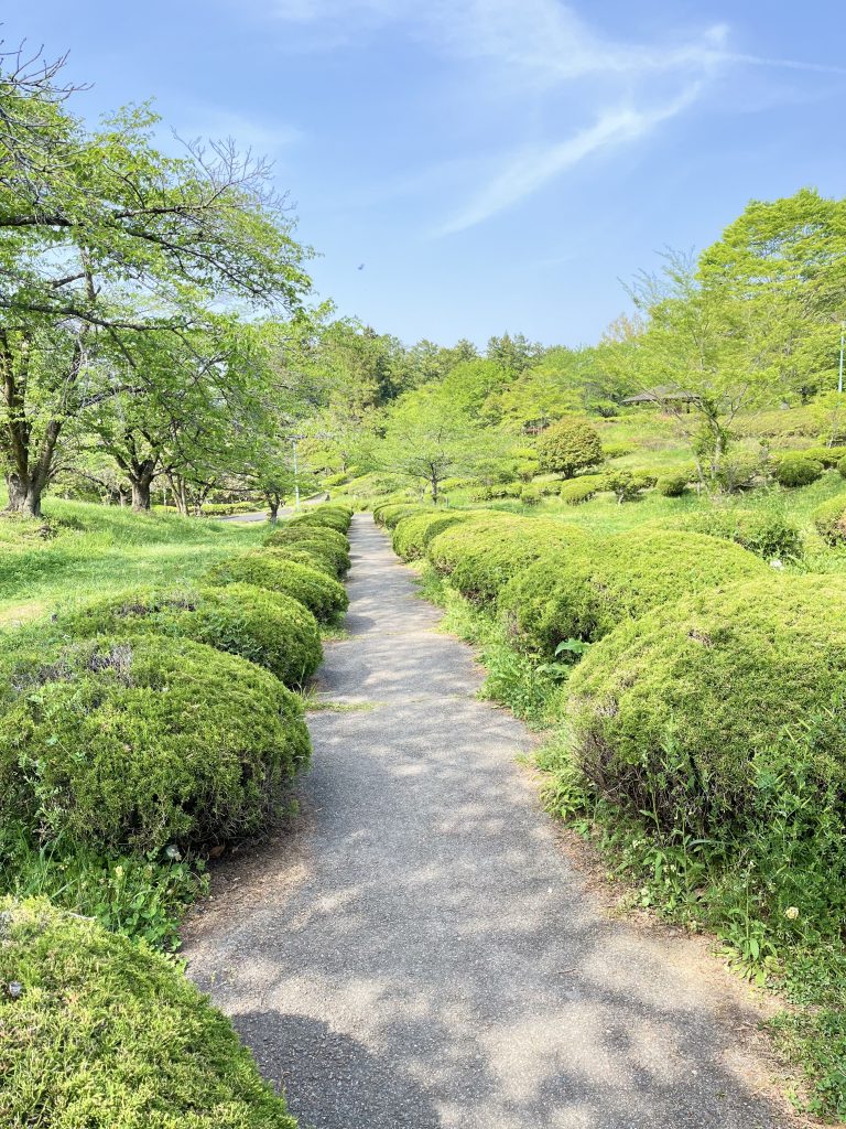 A paved pathway in a park surrounded by lush green bushes and trees under a clear blue sky with light wispy clouds.